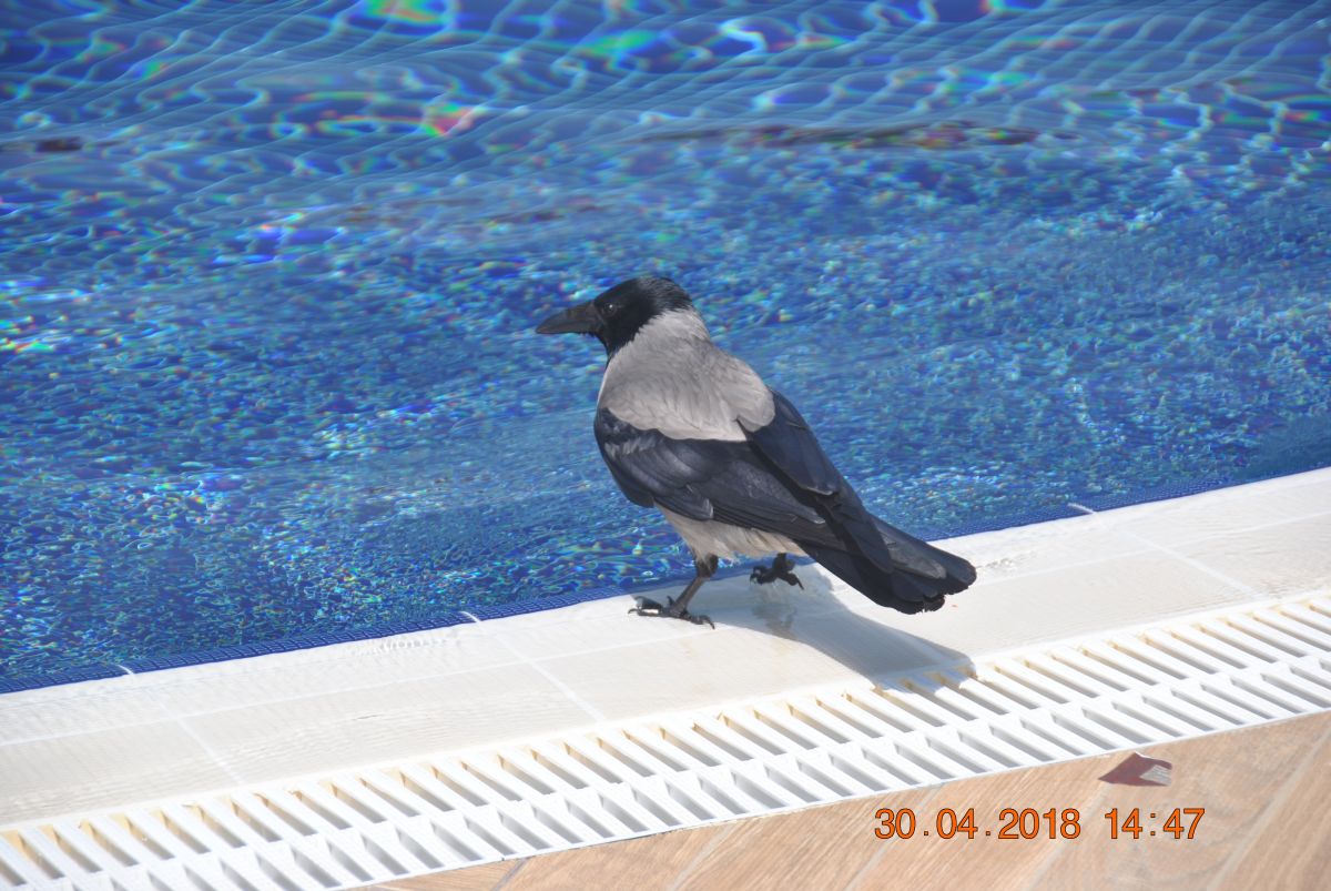 imagini hotel ARCANUS RESORT